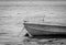 Arctic terns on small wooden boat, in monochrome