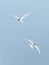 Arctic Terns (Sterna paradisaea)