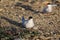Arctic Terns (Sterna paradisaea) with young chick