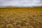 Arctic tundra coastal landscape NWT Canada