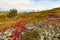 Arctic Tundra Fall Colors Yukon Territory Canada