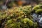 Arctic Tundra lichen moss close-up. Found primarily in areas of Arctic Tundra, alpine tundra, it is extremely cold-hardy. Cladonia