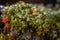 Arctic Tundra lichen moss close-up. Found primarily in areas of Arctic Tundra, alpine tundra, it is extremely cold-hardy. Cladonia