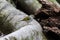 Arctic warbler on the log