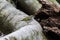 Arctic warbler on the log