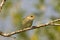 Arctic warbler (Phylloscopus borealis)