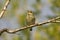 Arctic warbler (Phylloscopus borealis)