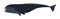 Arctic whale flat vector illustration. Huge marine animal side view. Abstract giant bowhead whale. Balaena mysticetus