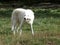 Arctic white wolf at the animal park of Sainte Croix in Moselle