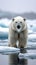 Arctic wilderness Ursus maritimus standing on pack ice in Norway