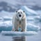 Arctic wilderness Ursus maritimus standing on pack ice in Norway