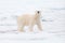 Arctic wildlife. Polar bear on drift ice edge with snow and water in Norway sea. White animal in the nature habitat, Svalbard,