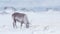 Arctic wildlife - reindeer in snow blizzard