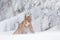 Arctic wildlife. Wild Reindeer, Rangifer tarandus, with massive antlers in snow, Svalbard, Norway. Svalbard caribou, wildlife