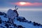 Arctic wildlife. Wild Reindeer, Rangifer tarandus, with massive antlers in snow, Svalbard, Norway. Svalbard caribou, wildlife