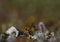 Arctic Willow and Crowberry plant on a sunny day located on the arctic tundra