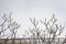 Arctic willow - Salix arctica