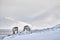 Arctic. Winter landscape with reindeer. Wild Reindeer, Rangifer tarandus, with massive antlers in snow, Svalbard, Norway. Svalbard