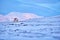 Arctic. Winter landscape with reindeer. Wild Reindeer, Rangifer tarandus, with massive antlers in snow, Svalbard, Norway. Svalbard