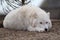 Arctic wolf