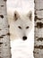 Arctic Wolf