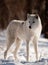 Arctic Wolf