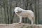 Arctic Wolf