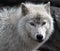 Arctic Wolf