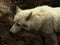 Arctic wolf