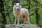 Arctic wolf