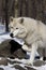 Arctic Wolf