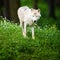 Arctic Wolf aka Polar Wolf or White Wolf