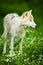 Arctic Wolf aka Polar Wolf or White Wolf