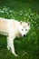 Arctic Wolf aka Polar Wolf or White Wolf