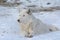 Arctic Wolf Cameo