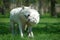 Arctic wolf (Canis lupus arctos)