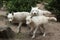 Arctic wolf Canis lupus arctos