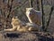 Arctic wolf, Canis lupus arctos, is a dreaded hunter, lives in packs
