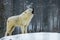 Arctic wolf (Canis lupus arctos) the howling itself