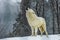 Arctic wolf (Canis lupus arctos) howling sadly into the falling snow