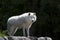 An Arctic wolf Canis lupus arctos standing on the rocks in spring in Canada