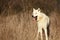 An Arctic Wolf Canis lupus arctos staying in wet grass in front of the forest