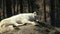 The Arctic wolf Canis lupus arctos. Wolf lying at rest.