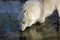 Arctic Wolf, canis lupus tundrarum, Adult drinking at Water Hole