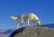 ARCTIC WOLF canis lupus tundrarum, ADULT SMELLING ON ROCK, ALASKA