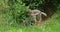 Arctic wolf, canis lupus tundrarum, cub playing at den entrance, real time