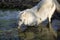 Arctic Wolf, canis lupus tundrarum, Drinking at Waterhole