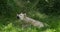 Arctic Wolf, canis lupus tundrarum, female laying on Grass