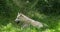 Arctic Wolf, canis lupus tundrarum, female laying on Grass