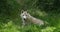 Arctic Wolf, canis lupus tundrarum, female laying on Grass